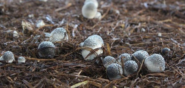 Protected: Top 5 Địa Chỉ Học Cách Trồng Nấm Hiệu Quả, Năng Suất