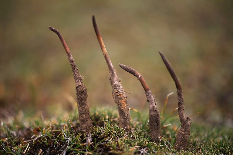 Protected: Đào tạo nuôi Đông trùng hạ thảo – “Đòn bẩy” cơ hội hay rủi ro