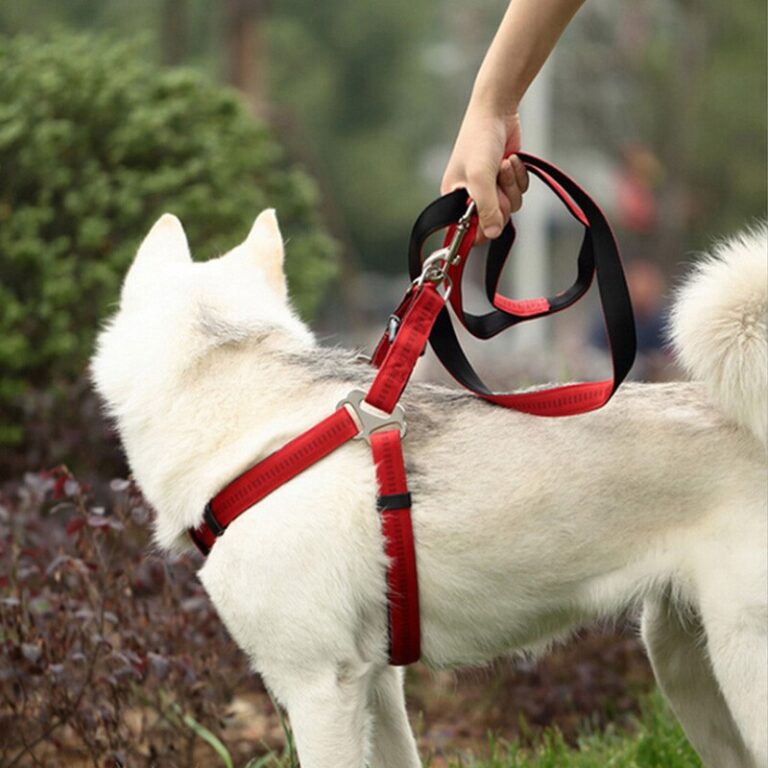 Protected: Kinh nghiệm huấn luyện chó ngồi xe máy cho những người mới bắt đầu